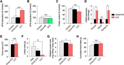 Muscle metabolic stress determines cancer cachexia severity in mice